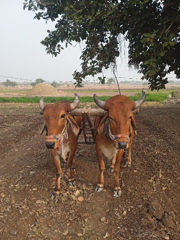 ગોરીયા ગોઢલા 1વ...