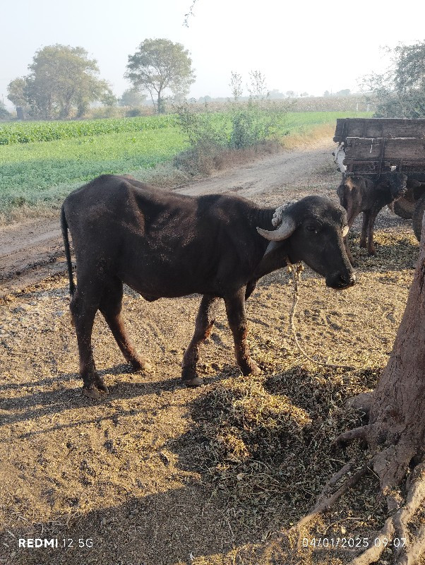 બે પડી વેચવાની...