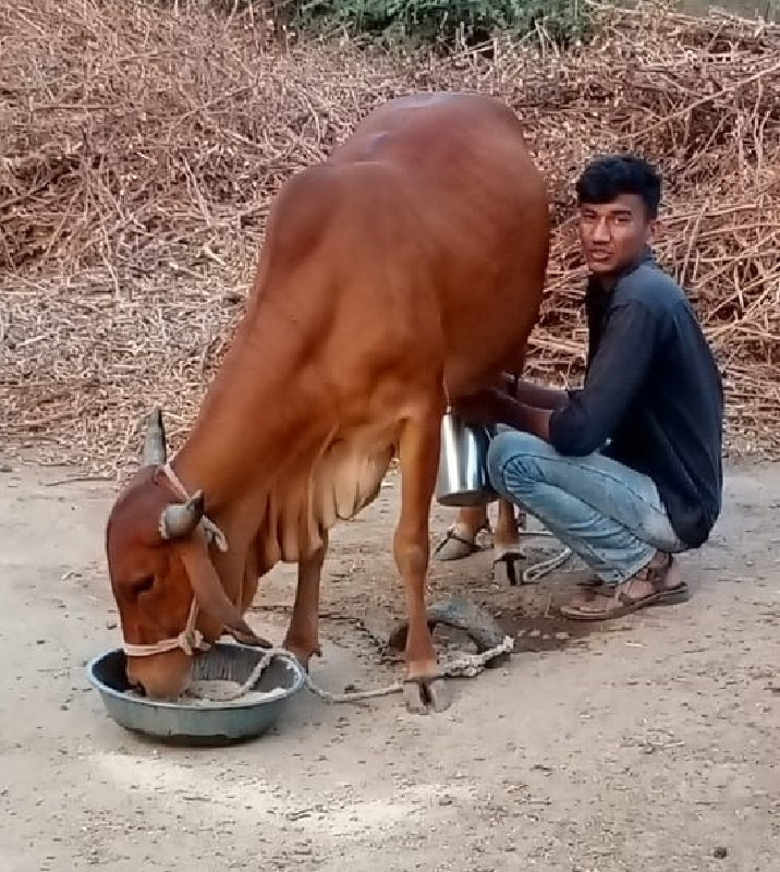 બિજા વેતર ની ગા...