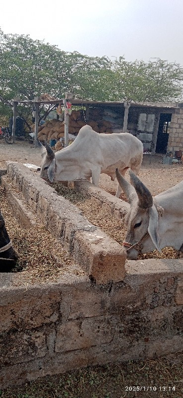 વેચવાના  છે