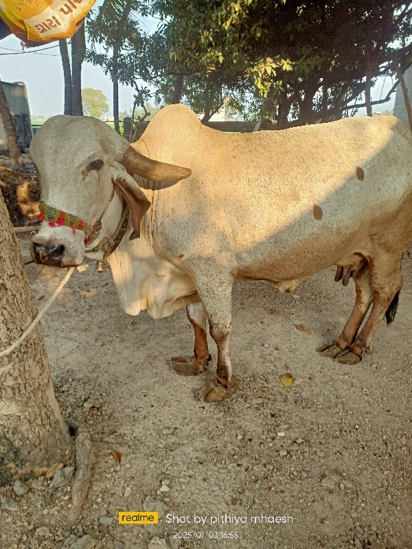 લીલડી ગાય વેચવા...