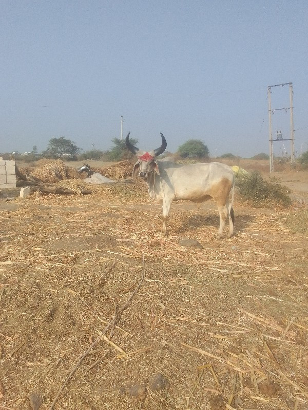 ઘોડલો વેચવાનો છ...