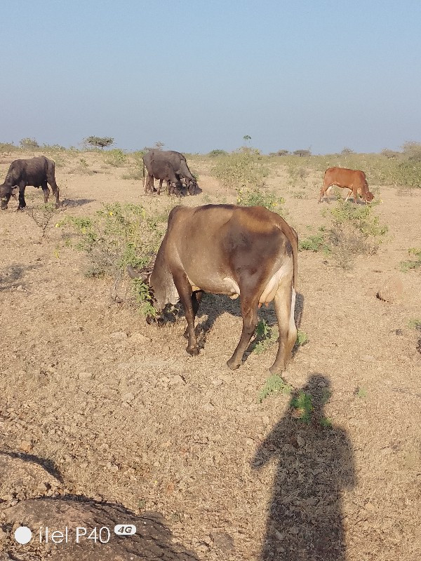 ગાય વેચવાની