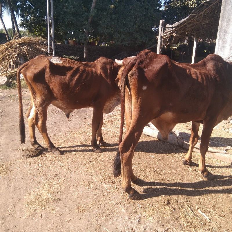 वासडा वेशवाना छ...