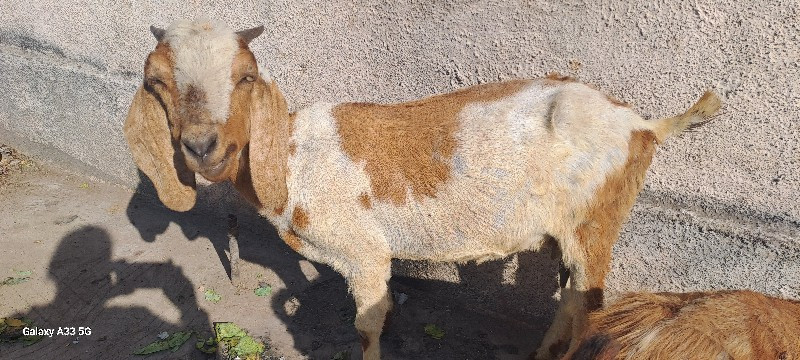 bakri