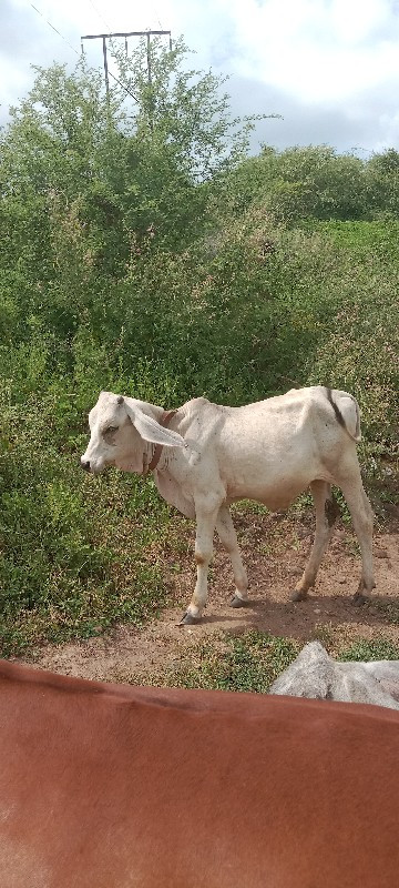 વઢીયારો વાસડો