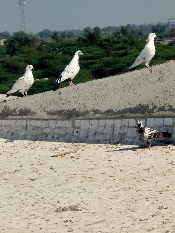 કબુતર 40નંગ કિં...