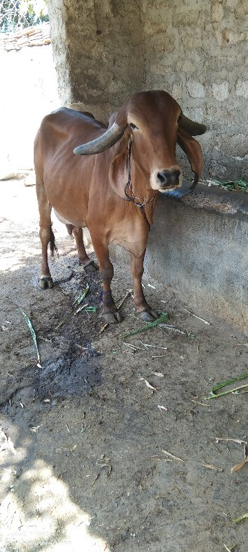 ગાય