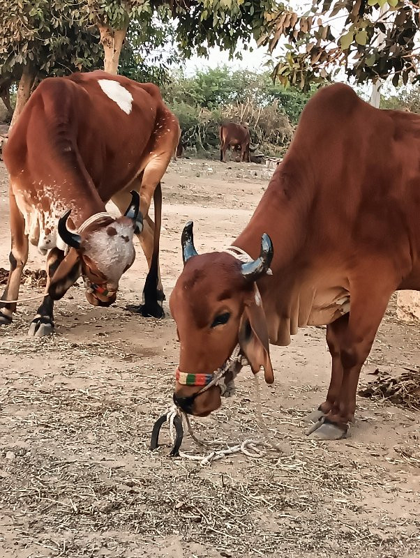 ગોધલા વેચવાના છ...