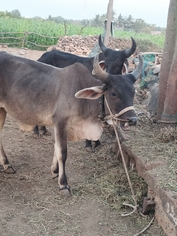 vasada vesavana...