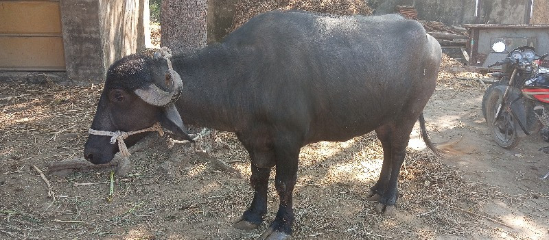 વેચવાનુછે