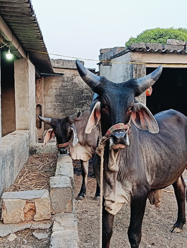 ગોઢલા વેચવાના છ...