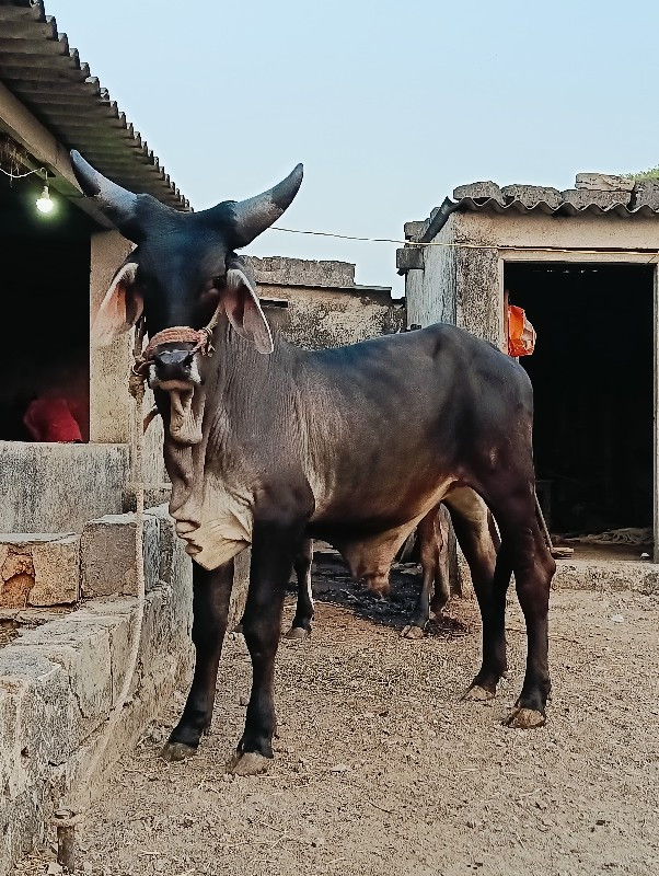 ગોઢલા વેચવાના