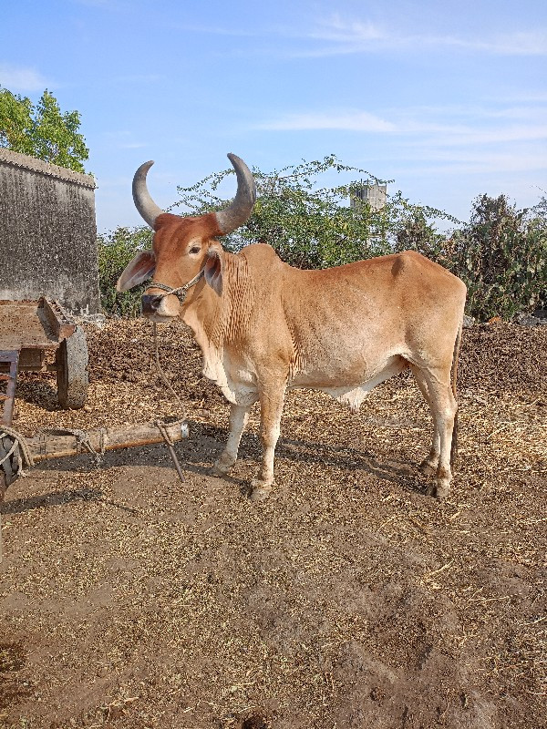 ગોઢલો લેવાનો છે...