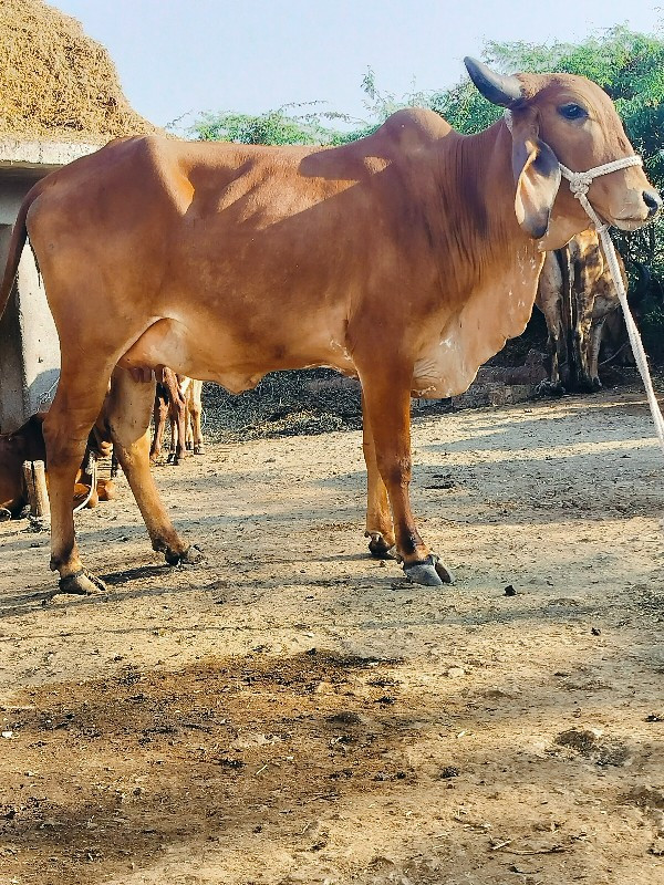 ગાય દેવાનિછે