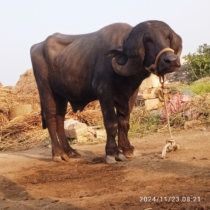 પાડો વેચવાનો સે