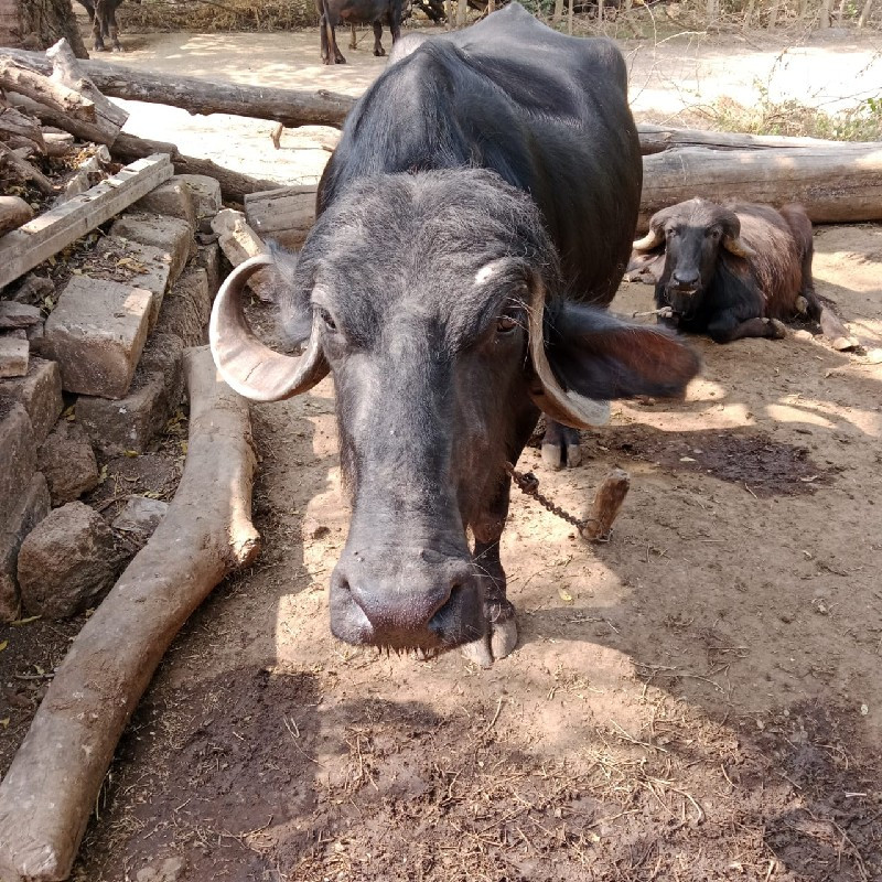 ભેંસ લે વેચ વા...