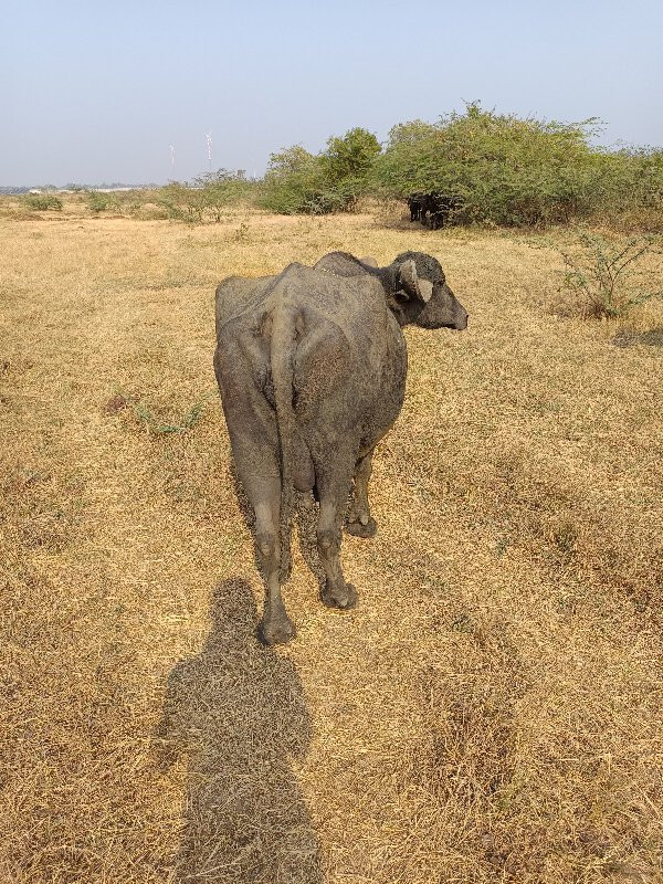 ભેંશ