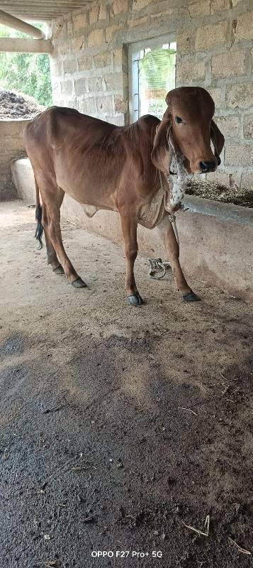 બેય વેસવા ની સે