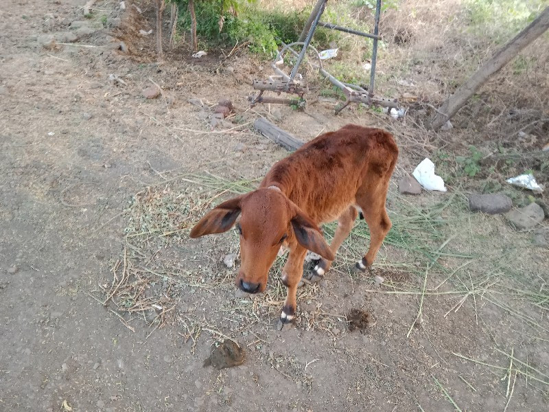 ગાય વેચવાની છે