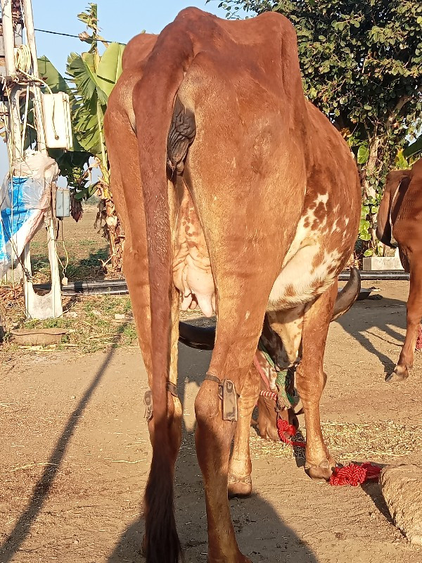 ગીર હોડકી વેચવા...