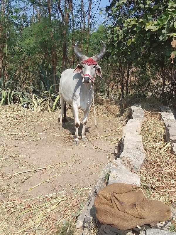 ઘોઢલો વેચવાનો છ...