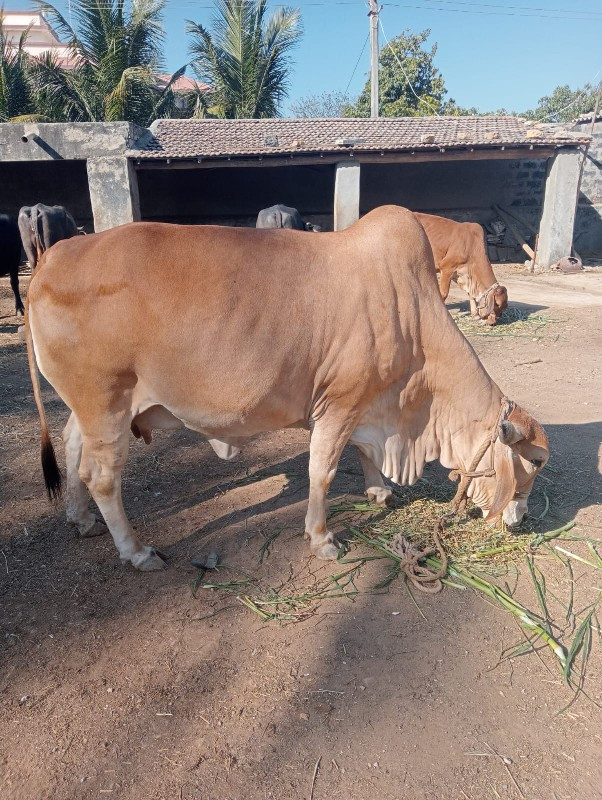 ગાય વેચવાની