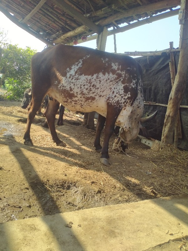 જરશી ગાય વેચવાન...