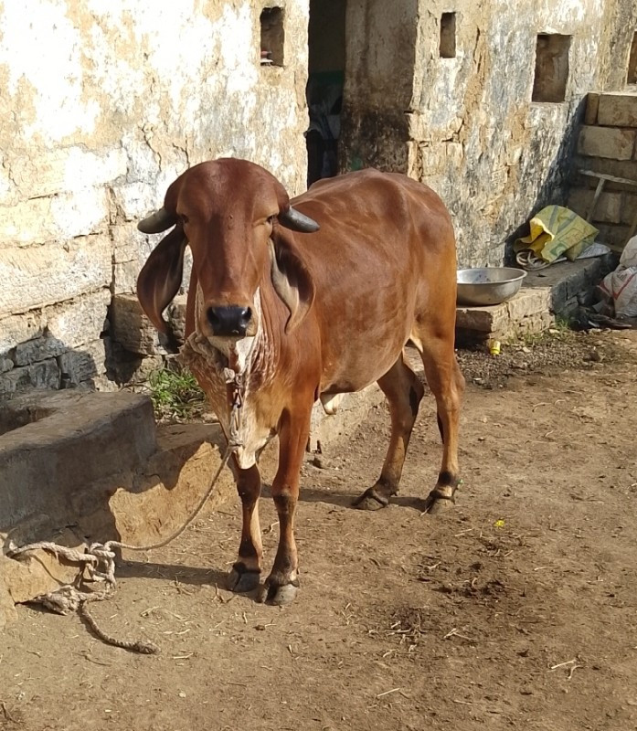 ગીર હોડકી વેચવા...