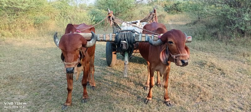 બળદ વેચવાના છે