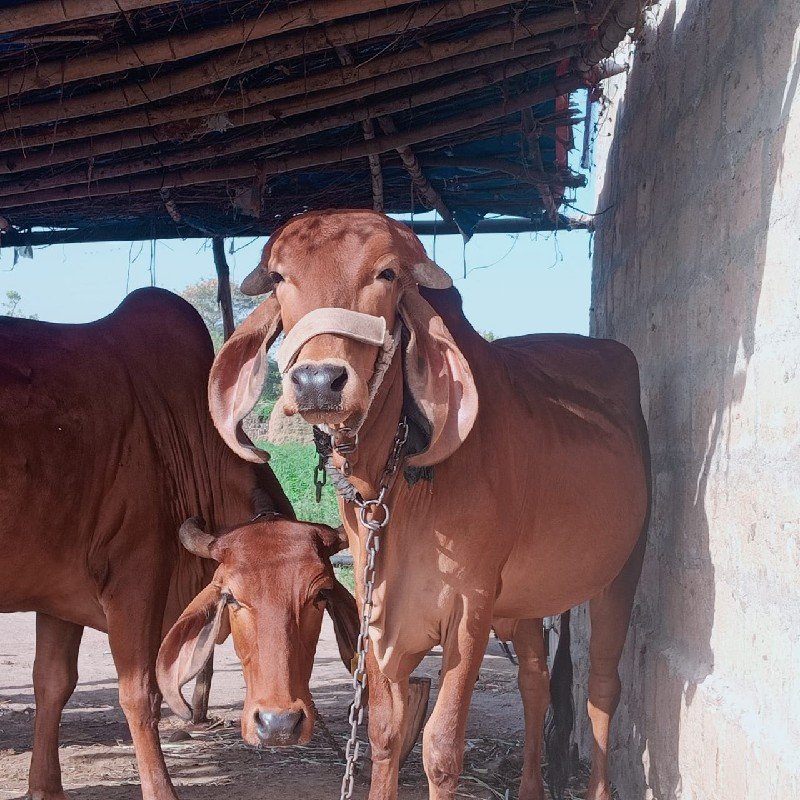 ગાય વેચવાની છે