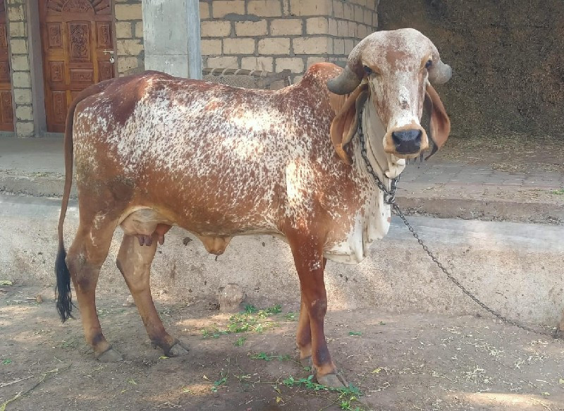 આ ગાય આપવાની સે...