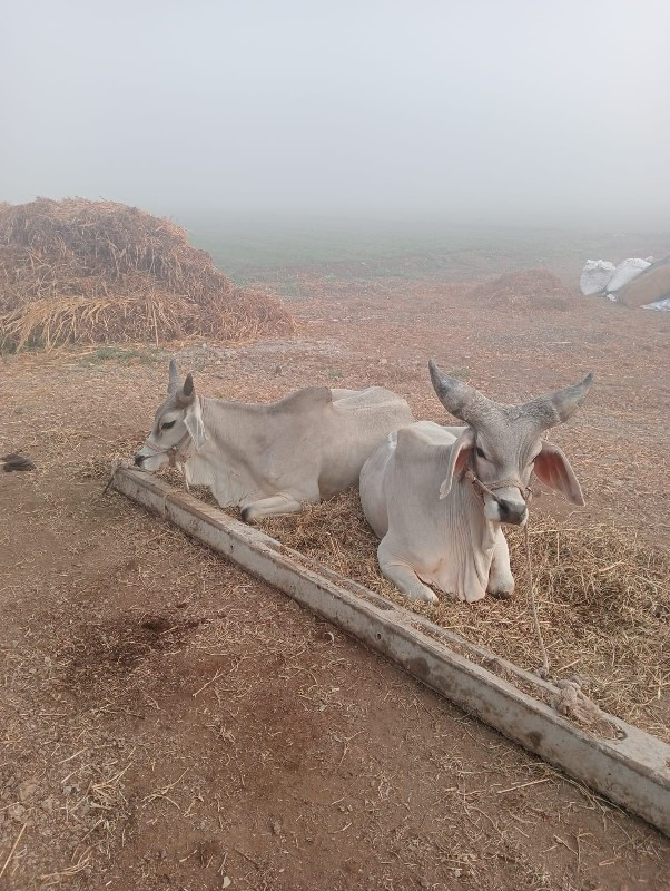 ગોઢલા વેચવા ના...