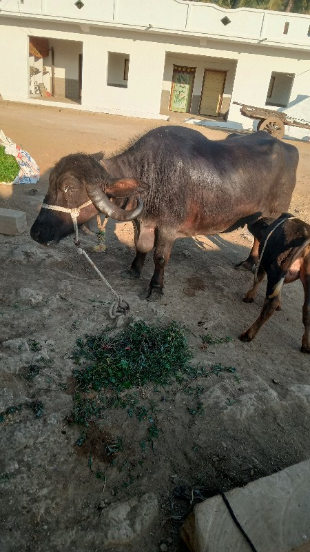 જાફરાબાદી ખડાઈ...