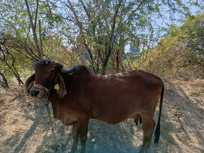 ગાય વેચવાની છે...