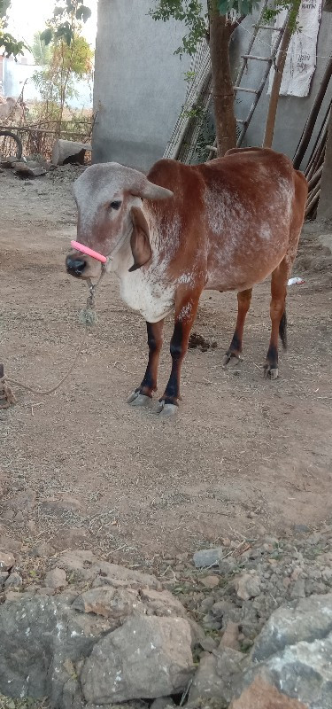 ગાય વેચવાની છે