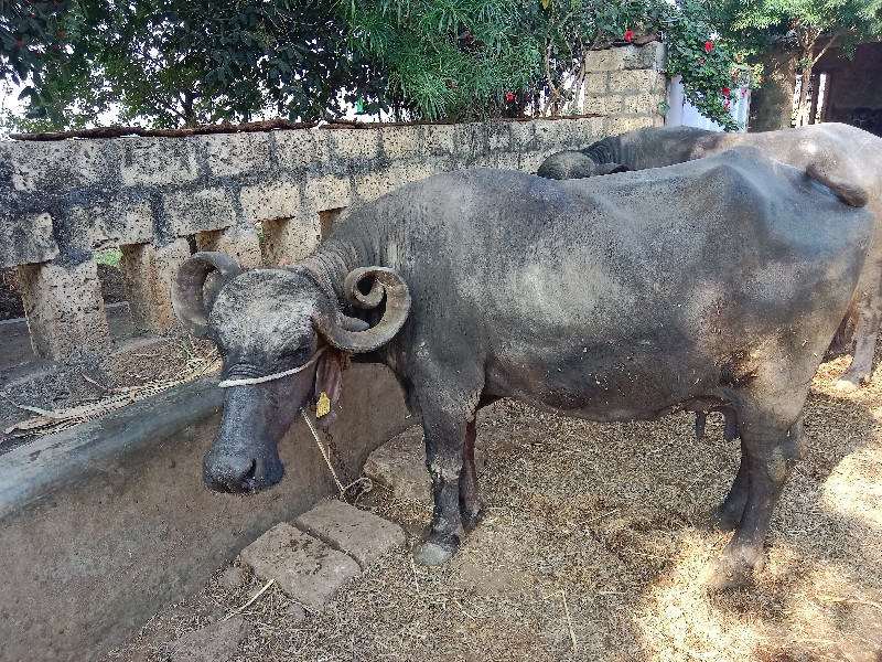 ભેંશ વૅશવાની છે...