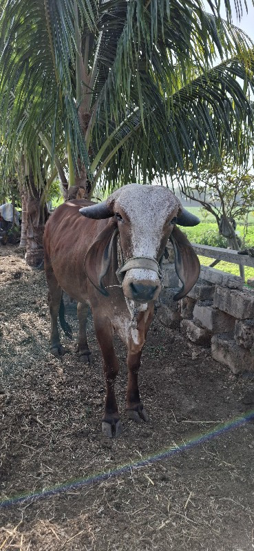 ગાય