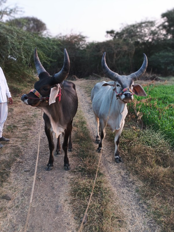 ગોઠલા નેસના ના...