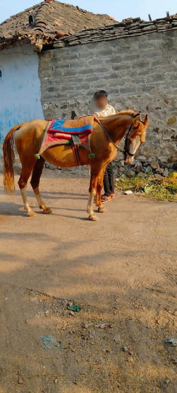 કિંમત મા લાંબો...