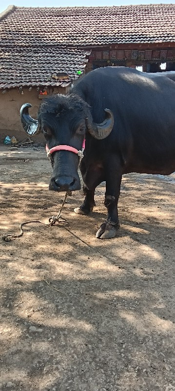 ભેંસ વેચવાની છે