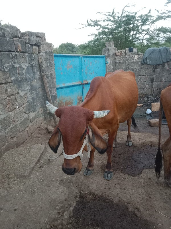 ગાય વેચવાની છે