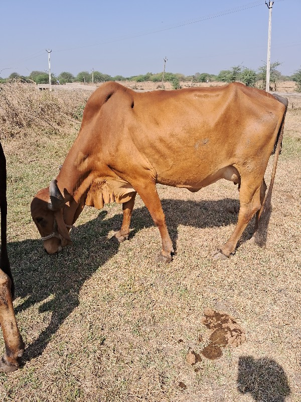 ગાય.વેશવાનીછે