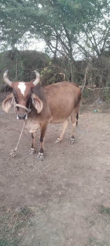 ગાય વેચવાની છે