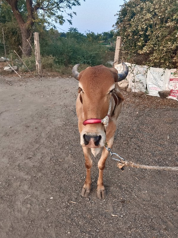 દેશી ગાય વેસવા...