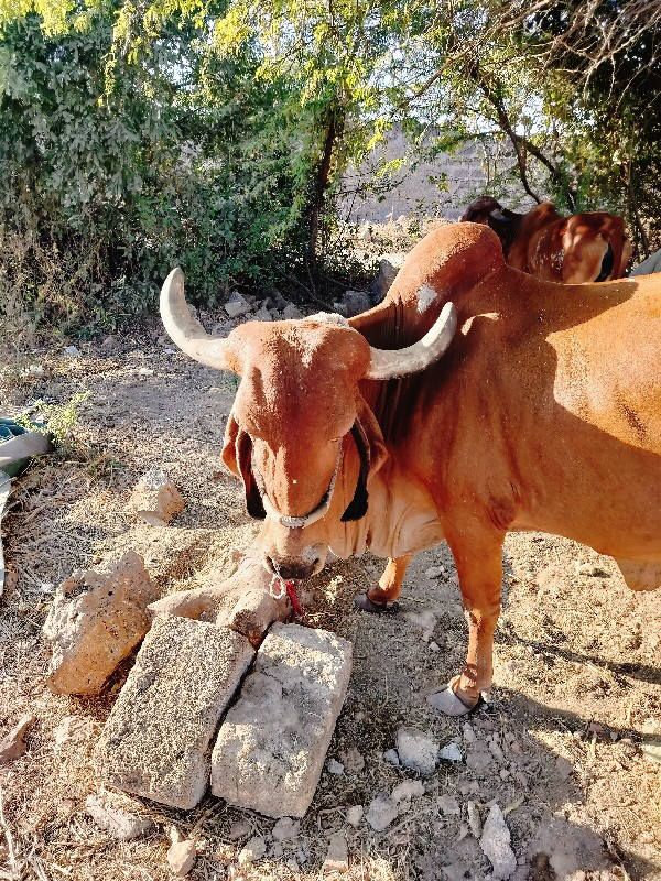 ગાય વેચવાની છે