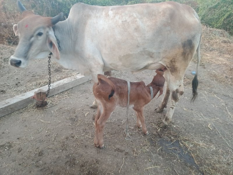 પેલુવેતર.ચારદીવ...