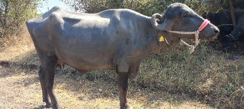 જાફરાબાદી ખડેલી...