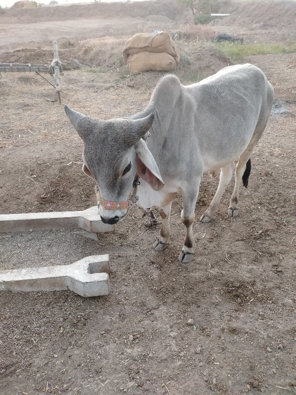 ગોઢલા વેચવાના છ...