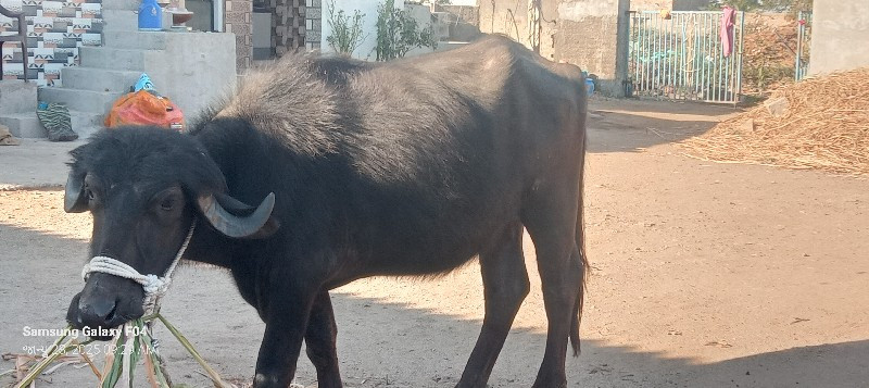 ખડેલુ વેચવાનુ છ...